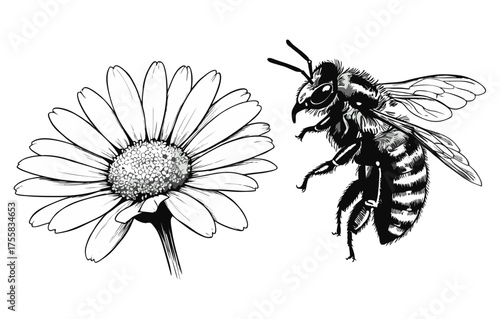 Black and white macro closeup of a honey bee with yellow pollen on a summer flower collecting nectar, a small insect in nature's spring bloom