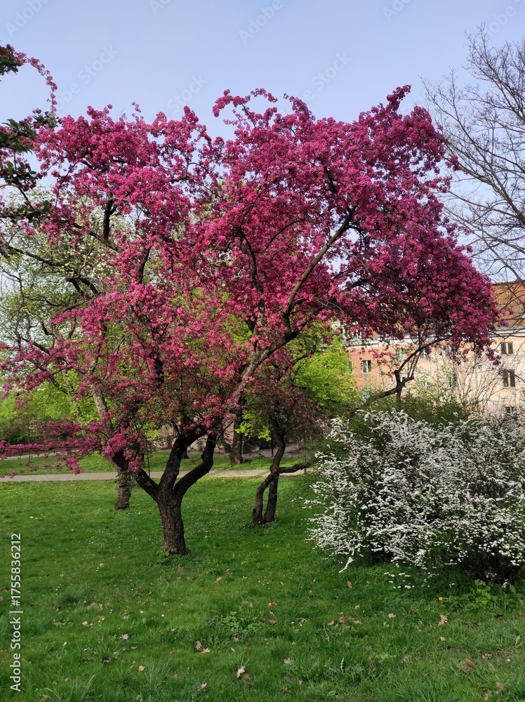 Fototapeta premium blooming apple tree