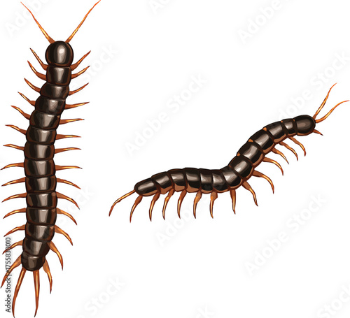 3D Realistic Centipede
