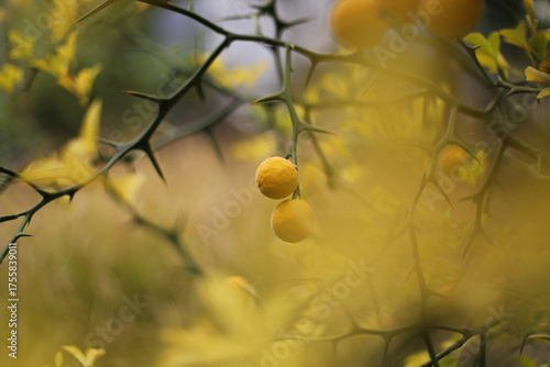 Trifoliage orange, poncirus, Citrus trifoliata