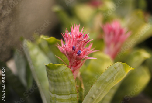 Urn plant close up (Aechmea fasciata)