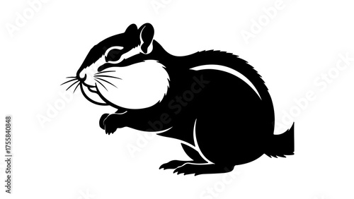 Chinchilla rodent with transparent background