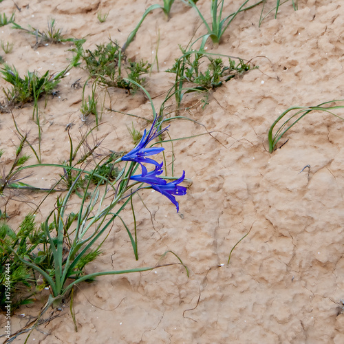 Ixiolirion tataricum,