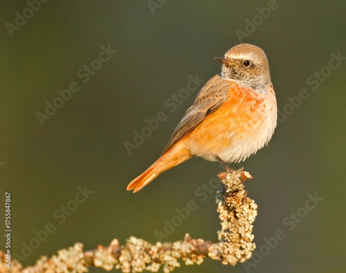 Juvenile redstart (Phoenicurus phoenicurus)