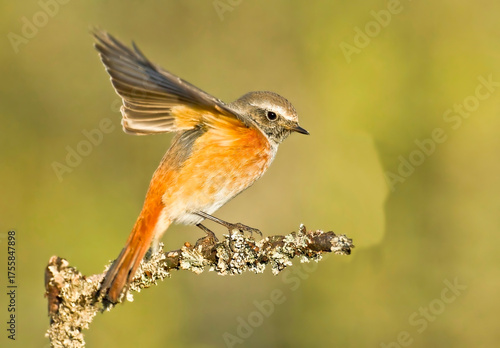 Juvenile redstart (Phoenicurus phoenicurus)