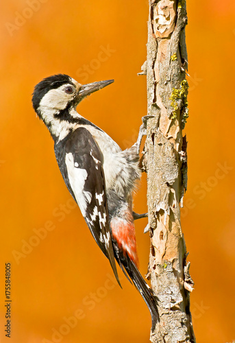 Syrian Woodpecker (Dendrocopos syriacus)