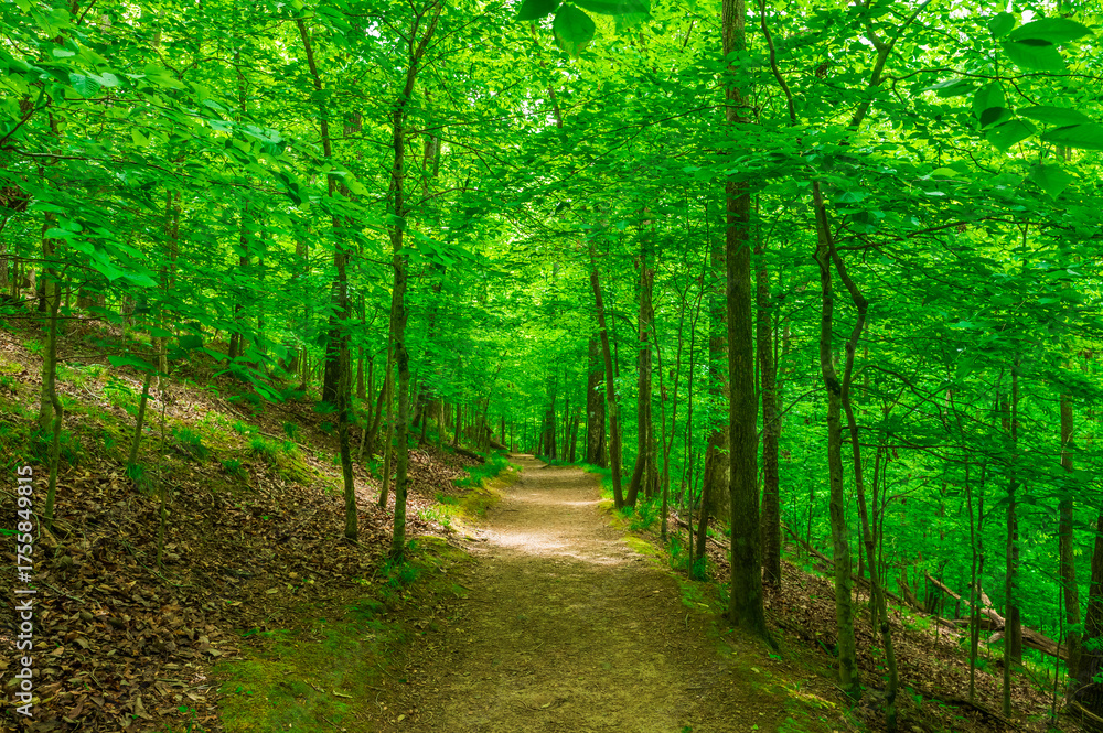 Naklejka premium A walk in the forest feels like pressing reset on the soul., Sweetwater Creek State Park, Lithia Springs, Georgia, United States of America