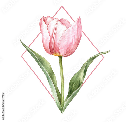 Watercolor, simple, clean, square diamond-shaped frame with a tulip flower on it, isolated clipart, white background, hyper-realistic, high resolution.

