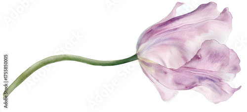 Watercolor tulip, light pink and purple colors, green stem, clipart on white background, very soft pastel color palette.

