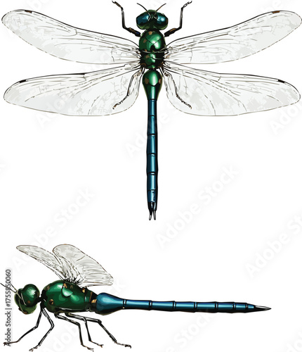 3D Realistic Dragonfly on Transparent Background