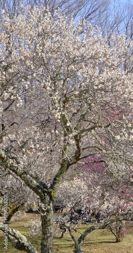 秩父ミューズパーク梅園と武甲山　埼玉県　パン画像
