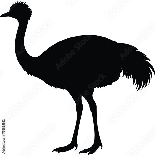  emu bird standing tall