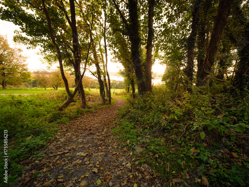 path in the forest