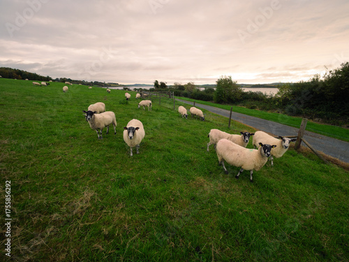 sheep on a meadow,Northern Ireland 