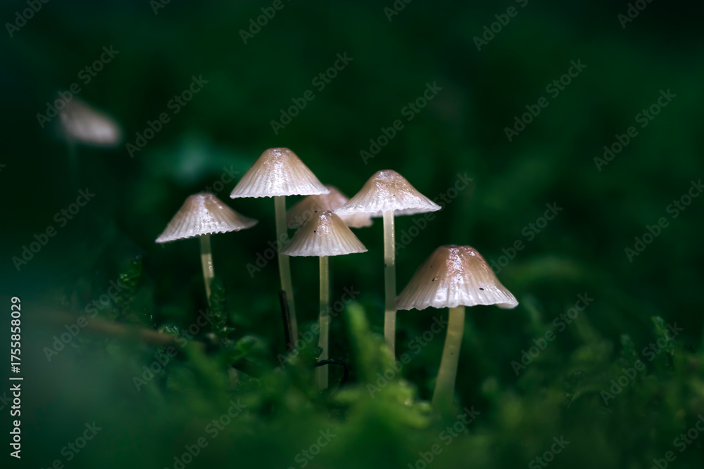 Fototapeta premium Beautiful fairy tale image with little mushrooms in autumn forest