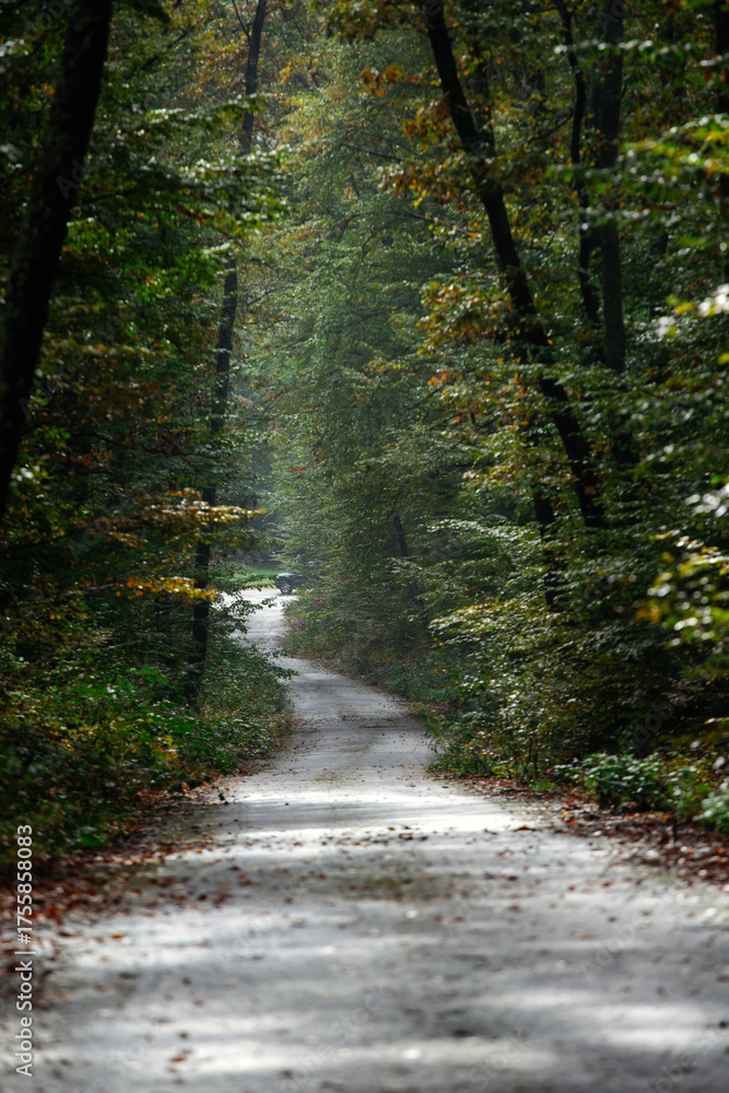 Fototapeta premium Autumn scene with curved road