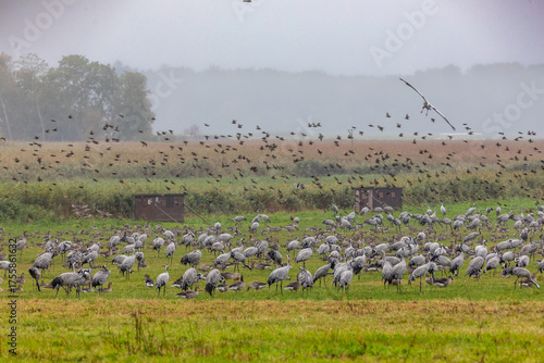 Kraniche und Gänse am Kranorama in Günz.