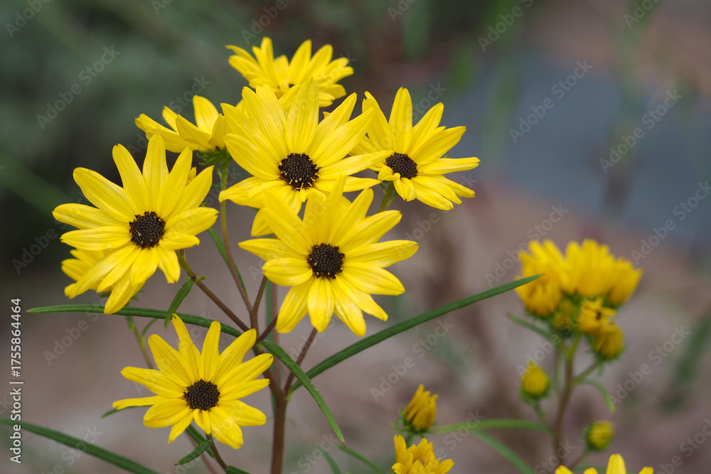 Fototapeta premium 植物 黄色の花