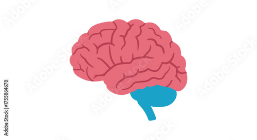 Illustration of a human brain with red and blue sections depicted