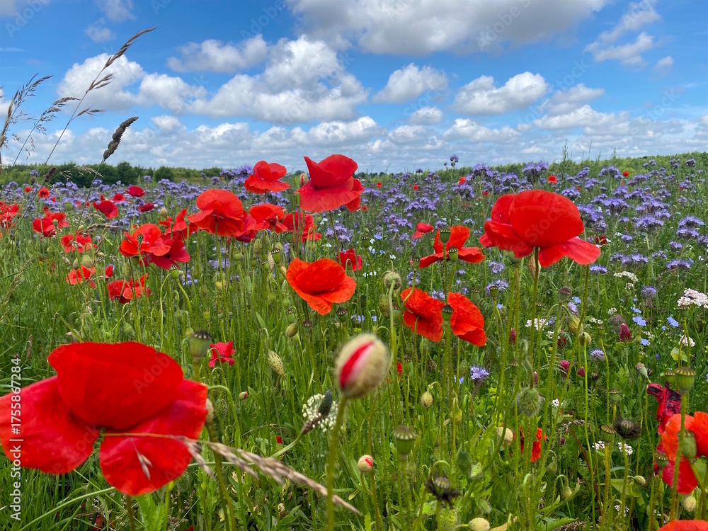 Obraz premium Unopened poppy in red and white on a meadow with others poppies and honeysuckles