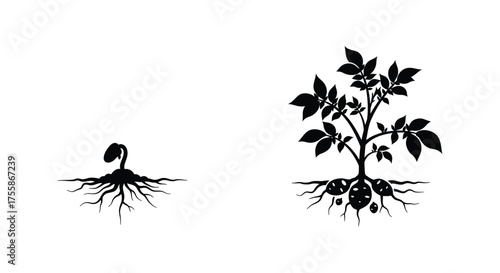 Plant growth stages from seedling to mature plant with root systems