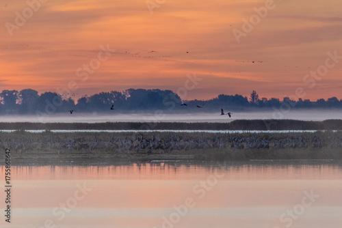 Kraniche am frühen Morgen mit Nebel am Bodden vor Zingst.