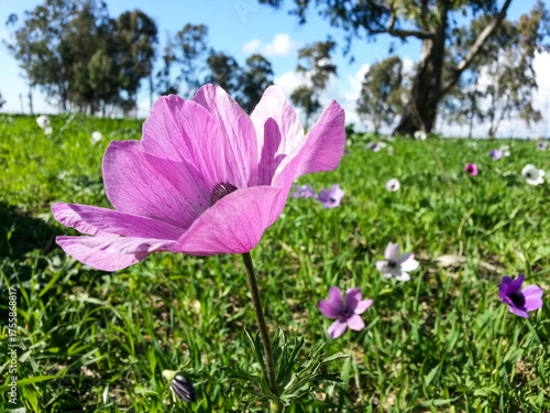 Anemone coronaria