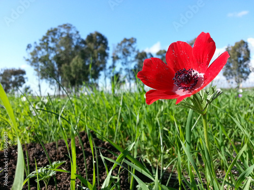 Anemone coronaria