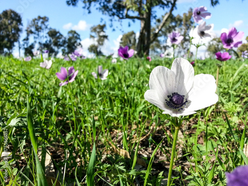 Anemone coronaria