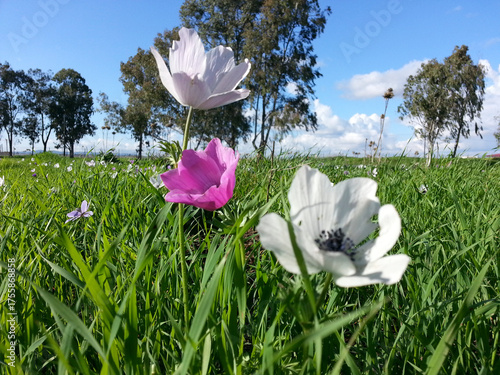 Anemone coronaria