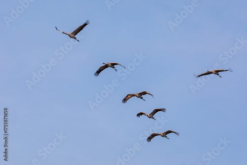Am blauen Himmel fliegende Kraniche.