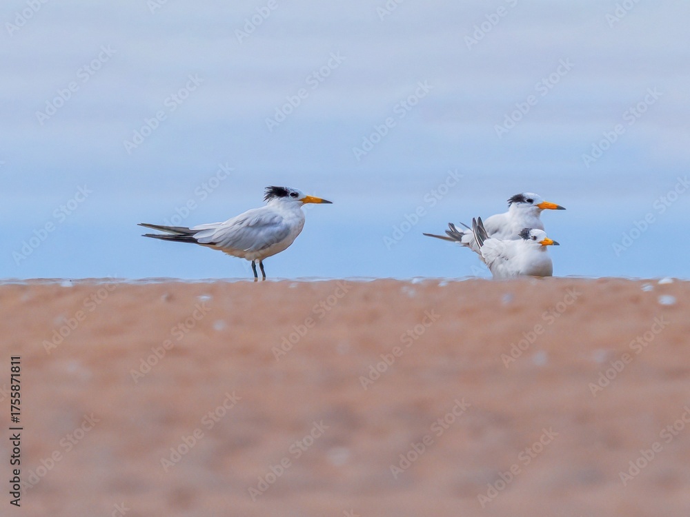 Obraz premium seagulls on the beach