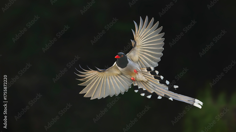 Fototapeta premium black winged blackbird