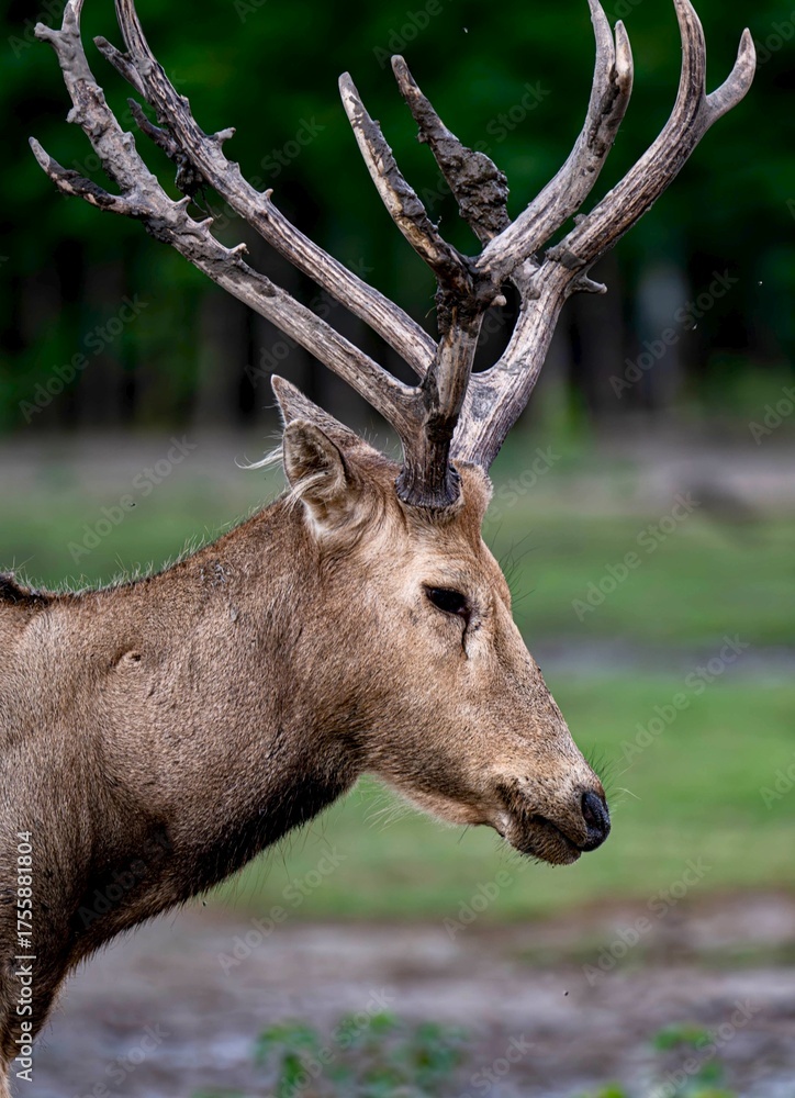 Fototapeta premium red deer in the woods