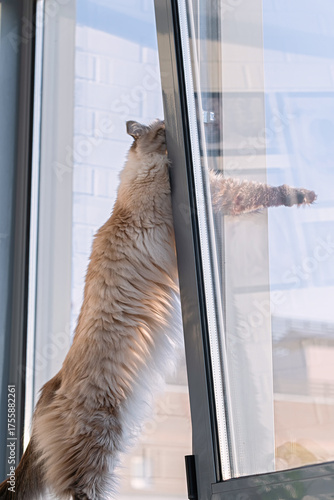 Fotografie neva masquerade cat stretching window