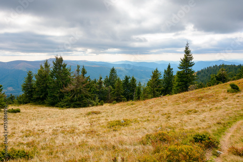 fir trees on a meadow down the hill to coniferous forest in mountains of ukraine. carpathian landscape under overcast sky in early autumn © Pellinni