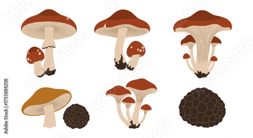 Illustrations of various edible mushrooms and truffles found in forest ecosystems.