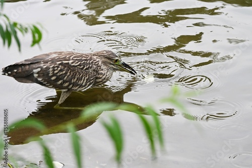 duck in the water