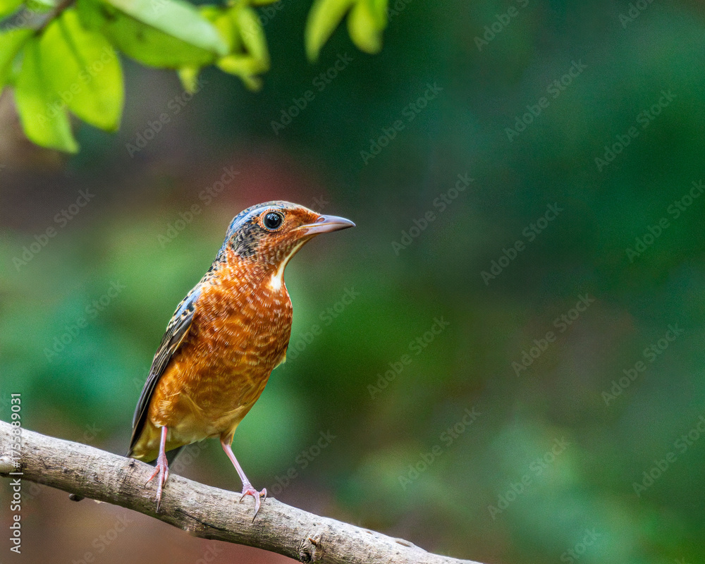 Naklejka premium robin on a branch