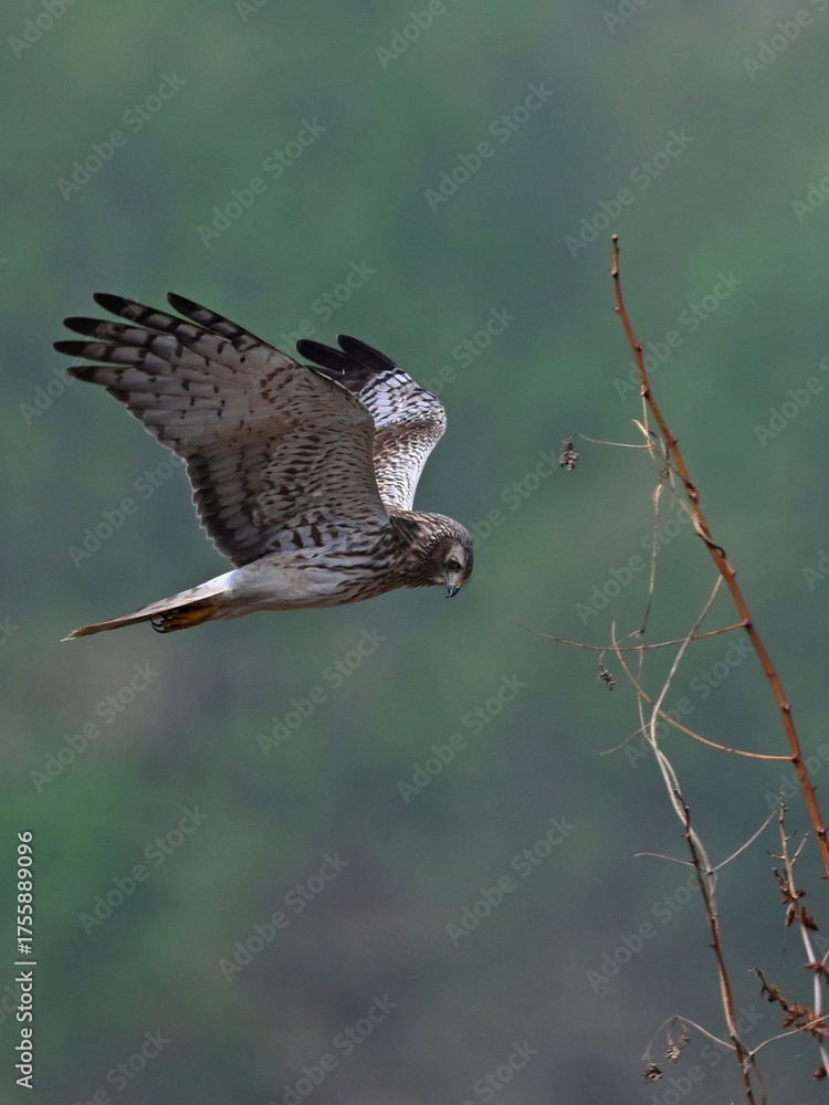Fototapeta premium red tailed hawk buteo