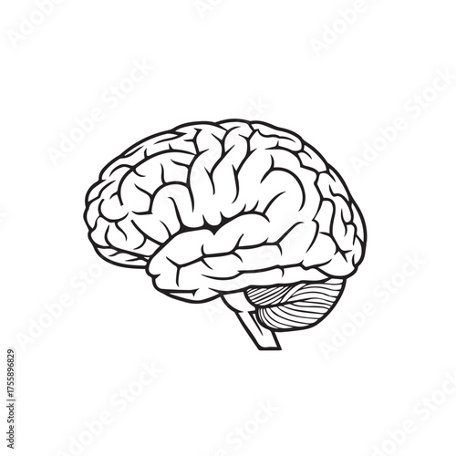 A detailed black and white illustration of a human brain, side view.