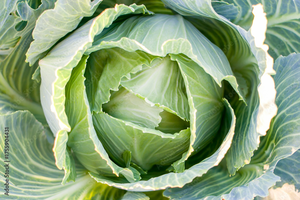 Fototapeta premium Fresh Green cabbage growing in field.