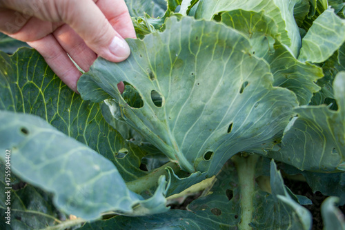 Cabbage pests. Fresh cabbage with holey leaves damaged by pests. Cabbage leaves eaten by pests. Crop failure, concept of a bad cabbage harvest.