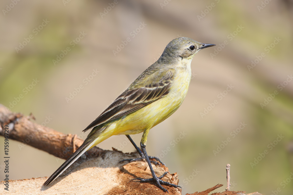 Fototapeta premium An adult western yellow wagtail (Motacilla flava) is photographed in extreme close-up against a blurred background.