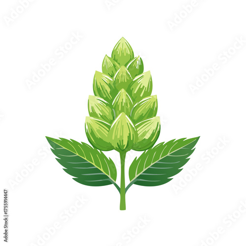 Green hop cone with leaves botanical illustration