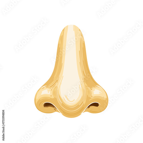 Detailed Illustration of a Human Nose, Anatomical Reference for Medical Educational Purposes