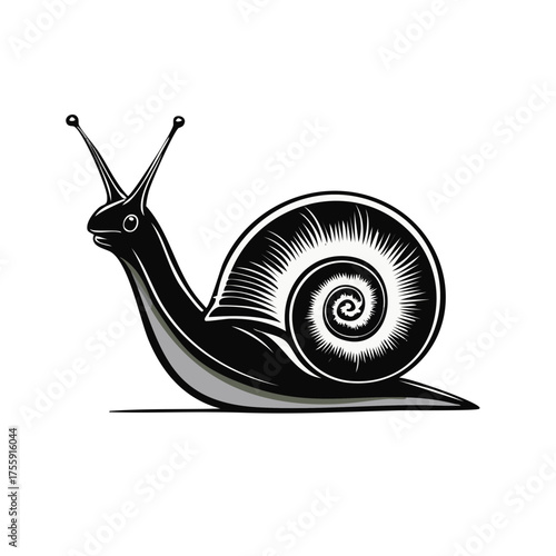 Illustration of a stylized black and white snail with detailed shell