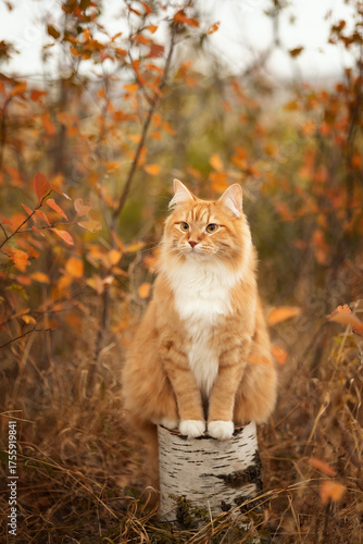 A photo of a beautiful red cat in an autumn forest.