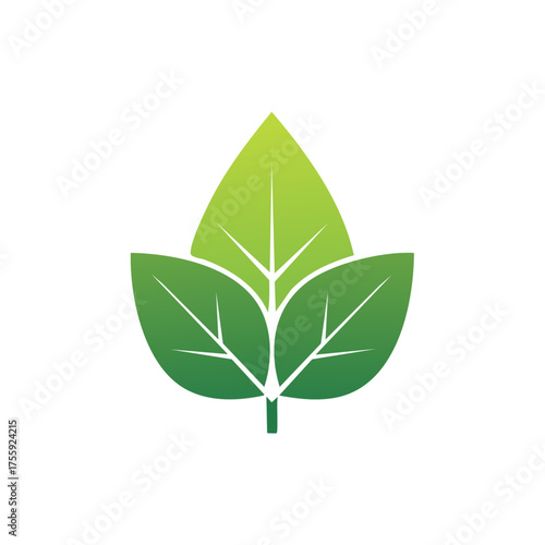 Stylized green gradient leaf cluster with veins on white background symbol