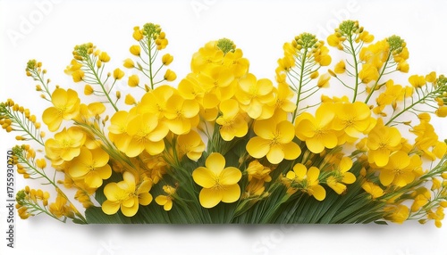 A Close Up Of Bright Yellow Canola Flowers Showcasing Their Delicate Petals And Green Stems Isolated On A White Background Transparent Png